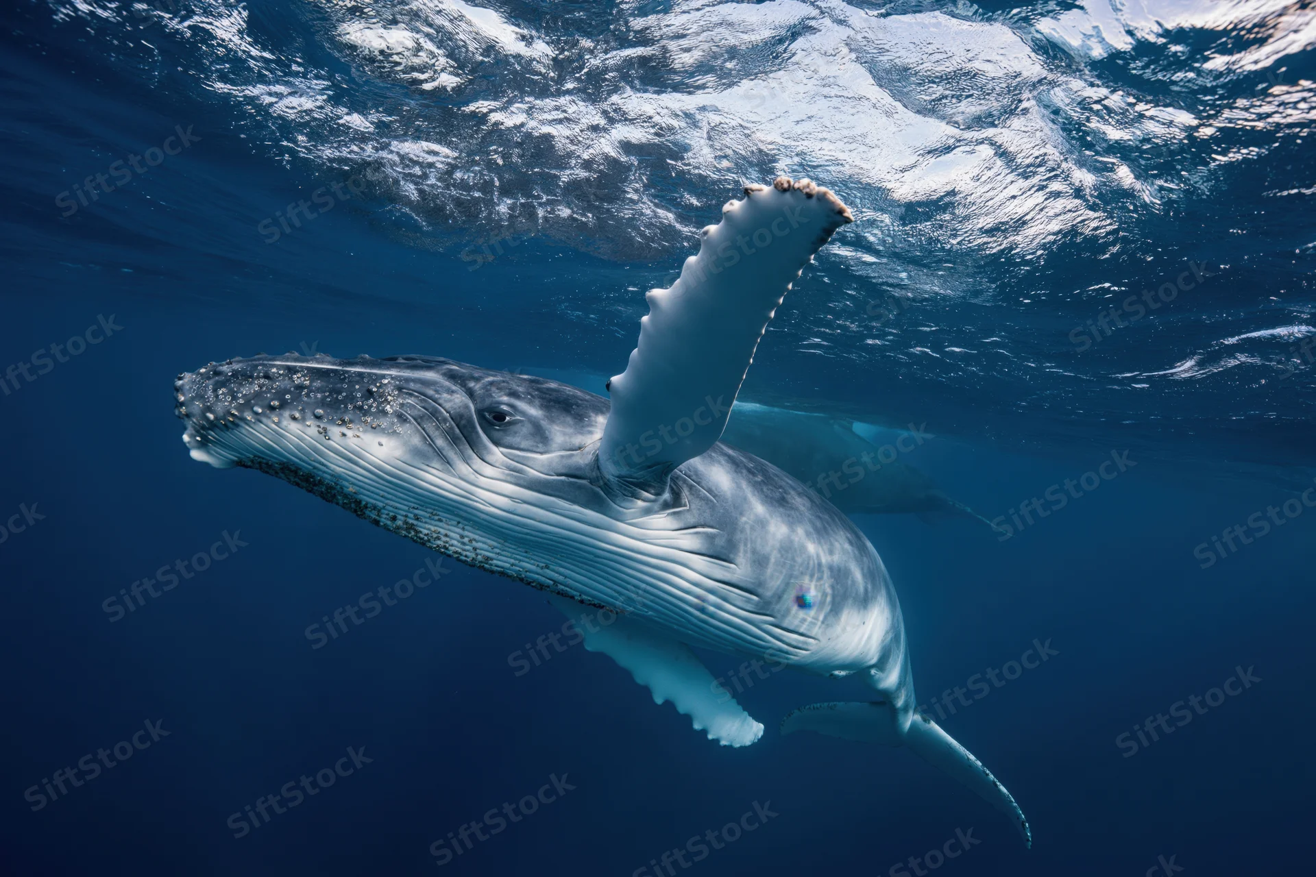 Young humpback whale swimming just below ocean surface with sunlight filtering through water