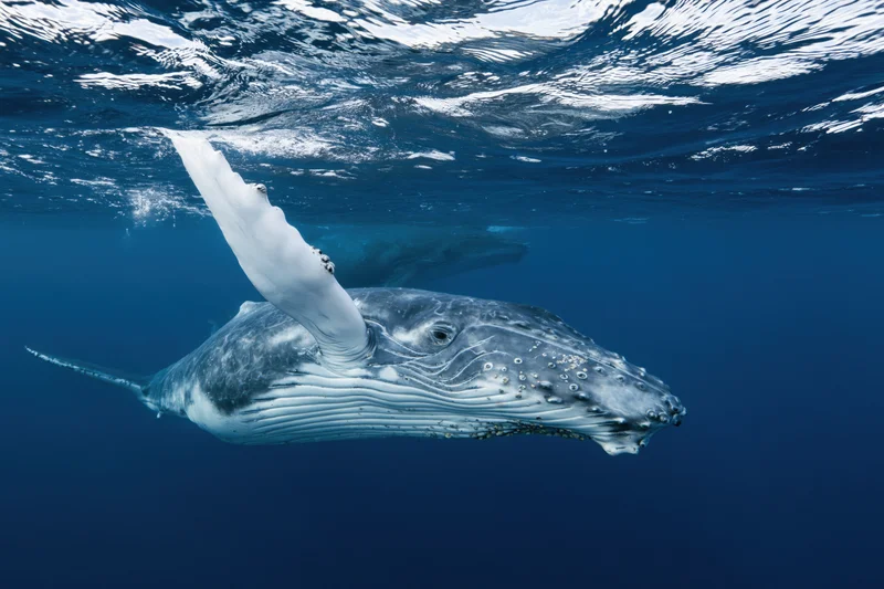 Young humpback whale swimming just below ocean surface in deep blue water