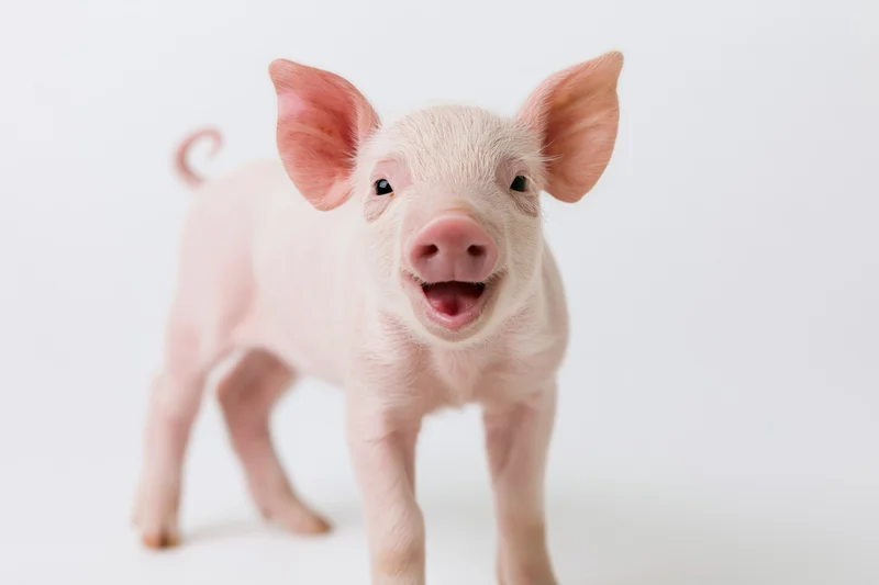 Young pink piglet standing and facing camera in studio setting