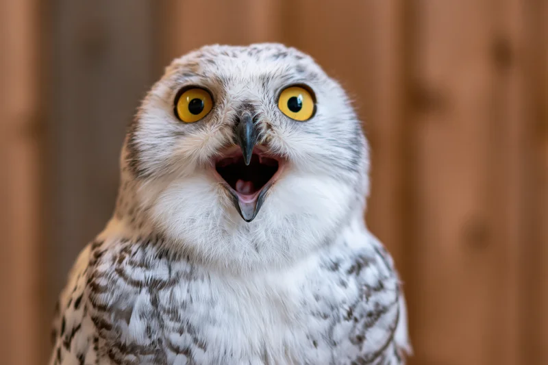 Snowy owl with open beak and wide yellow eyes facing camera against blurred wooden background