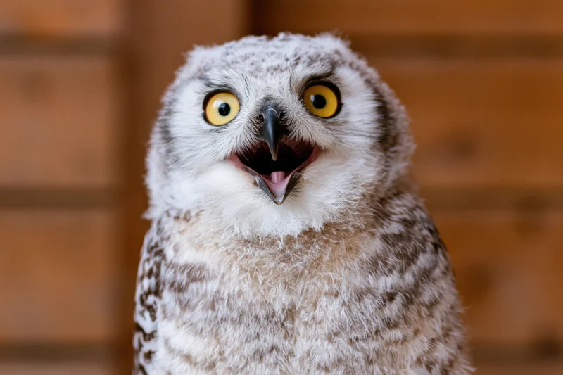 Young snowy owl with open beak and wide yellow eyes facing camera in front of wooden background