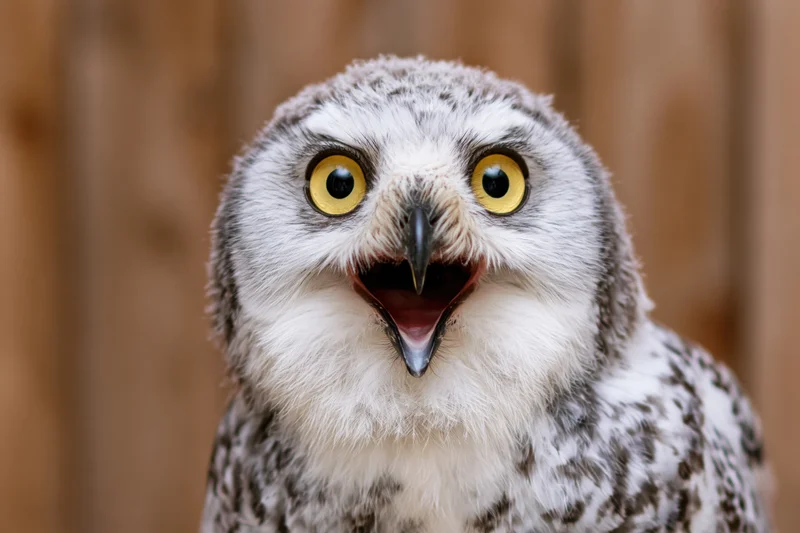 Snowy owl with open beak and wide yellow eyes facing camera
