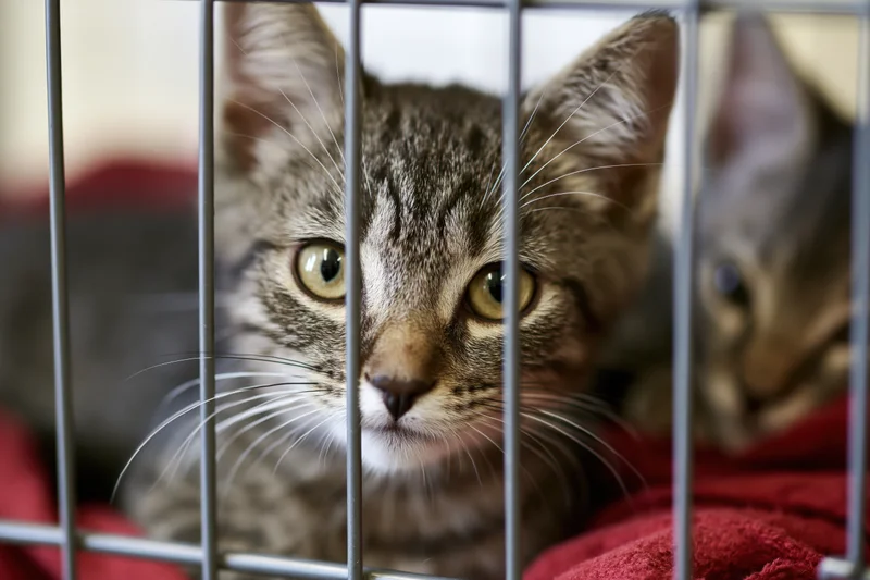 Young tabby kitten pressing face between metal cage bars on red blanket