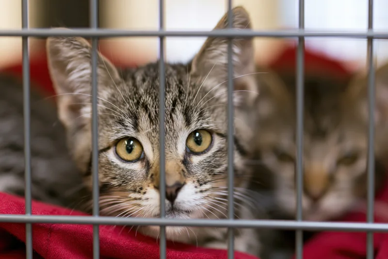 Young tabby kitten pressing face between metal wire cage bars, resting on red blanket
