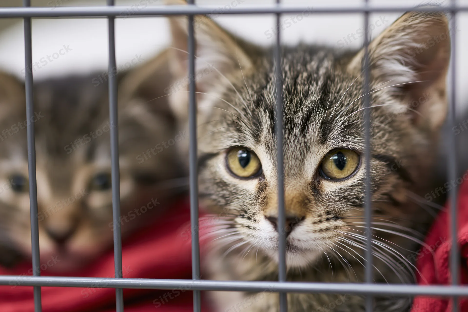 Young tabby kitten pressing face between metal cage bars, resting on red blanket