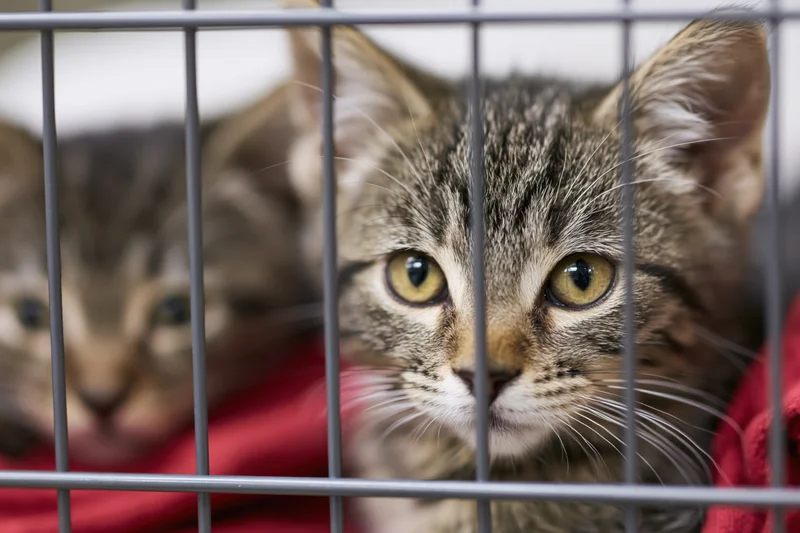 Young tabby kitten pressing face between metal cage bars, resting on red blanket