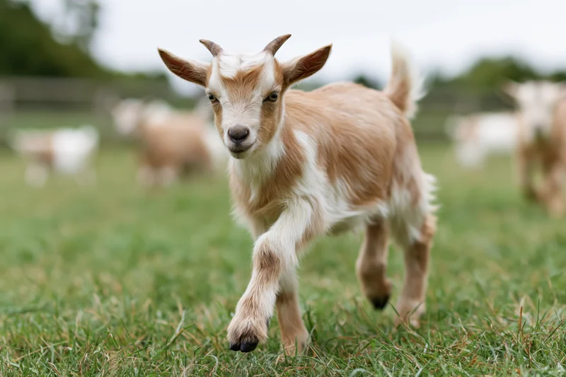 Young tan-and-white baby goat trotting toward camera on a grassy pasture