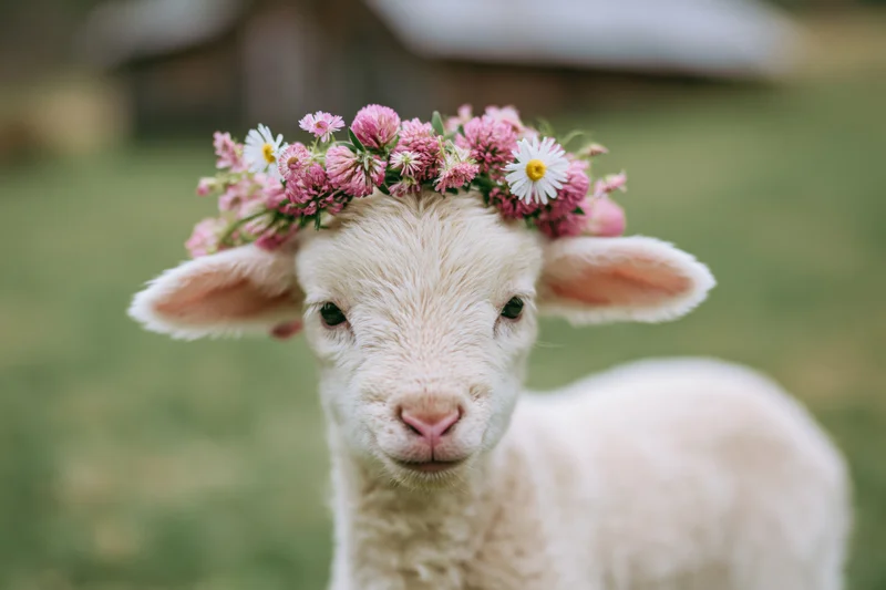Young white lamb wearing a floral crown of pink wildflowers and daisies in a green field