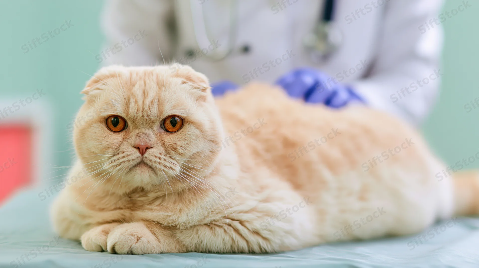 Cream scottish fold cat lying on exam table during veterinary checkup