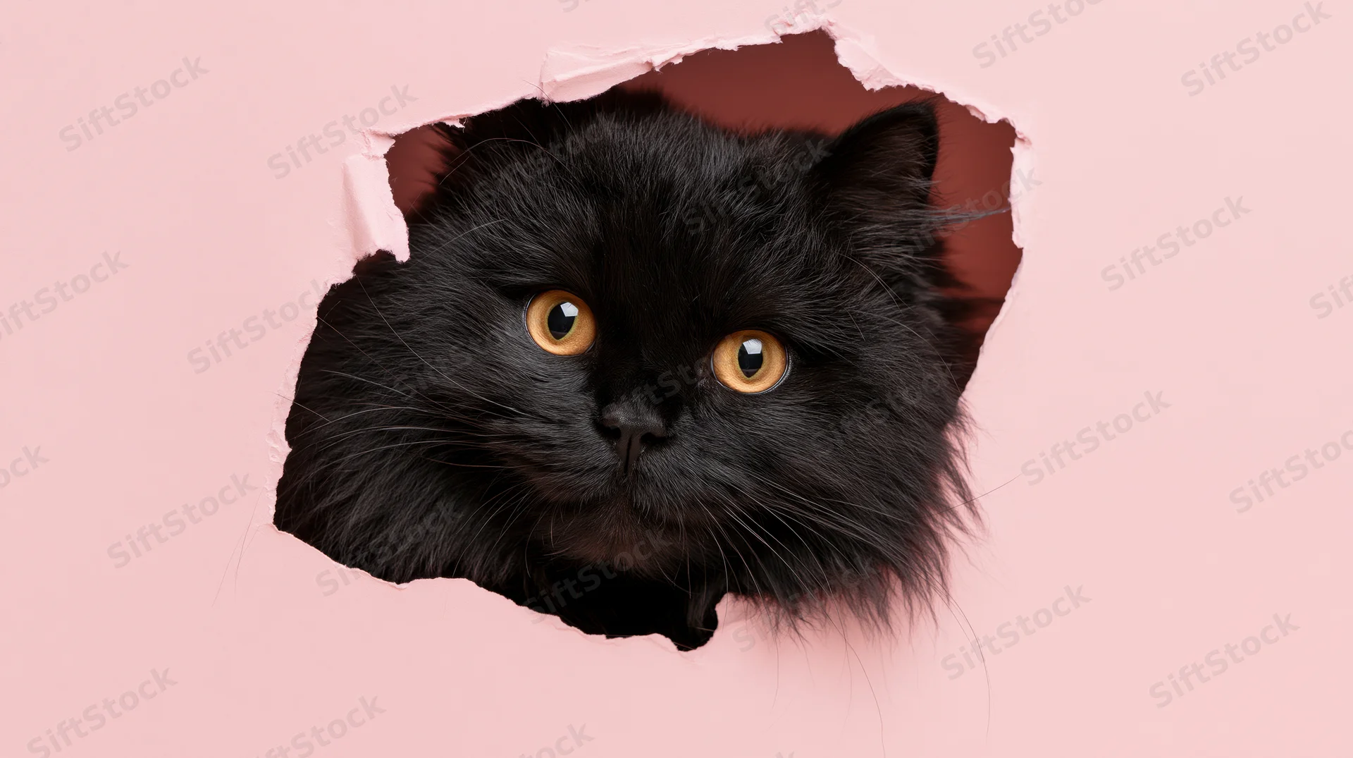 Fluffy black cat peeking through torn hole in pink paper