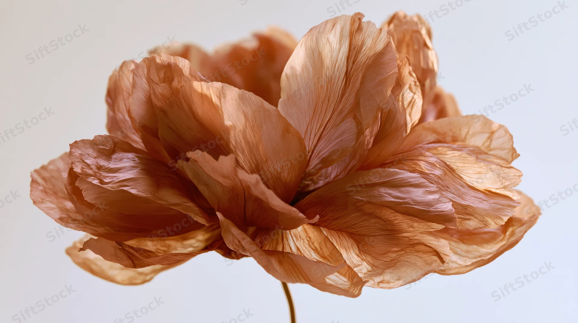 Dried peony flower with translucent copper-toned petals in closeup view against light background