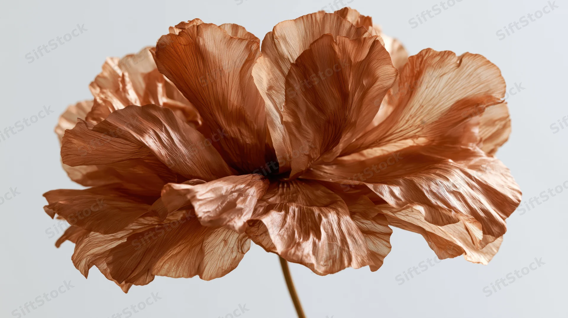 Dried peony flower with translucent copper-toned petals against a light background