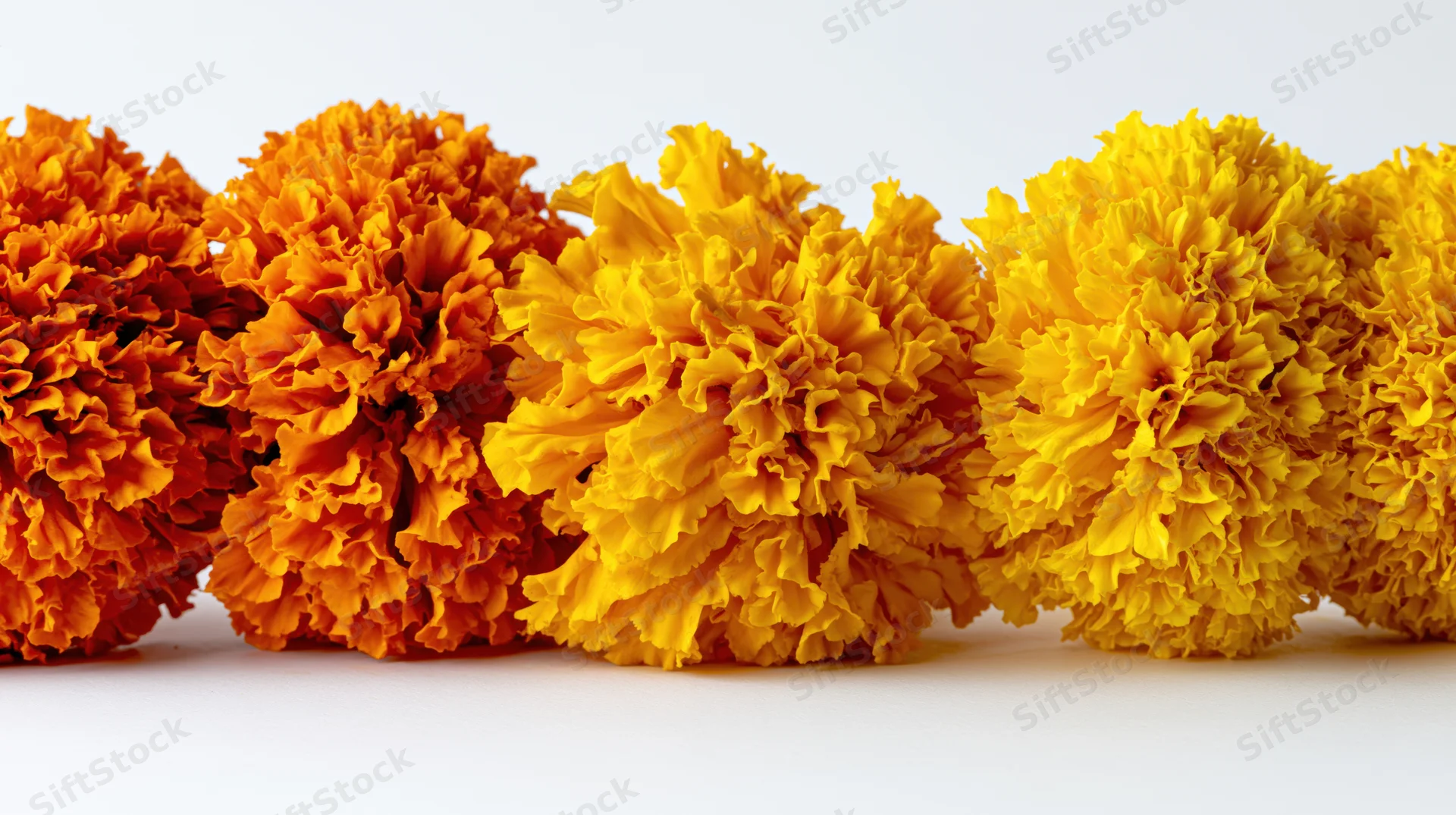 Row of marigold flower heads arranged in a line on white background