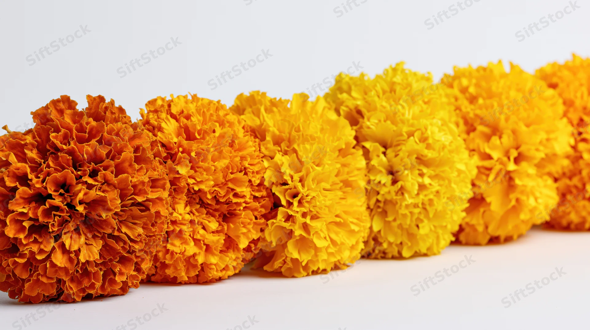 Row of marigold flower heads arranged in a line on white background