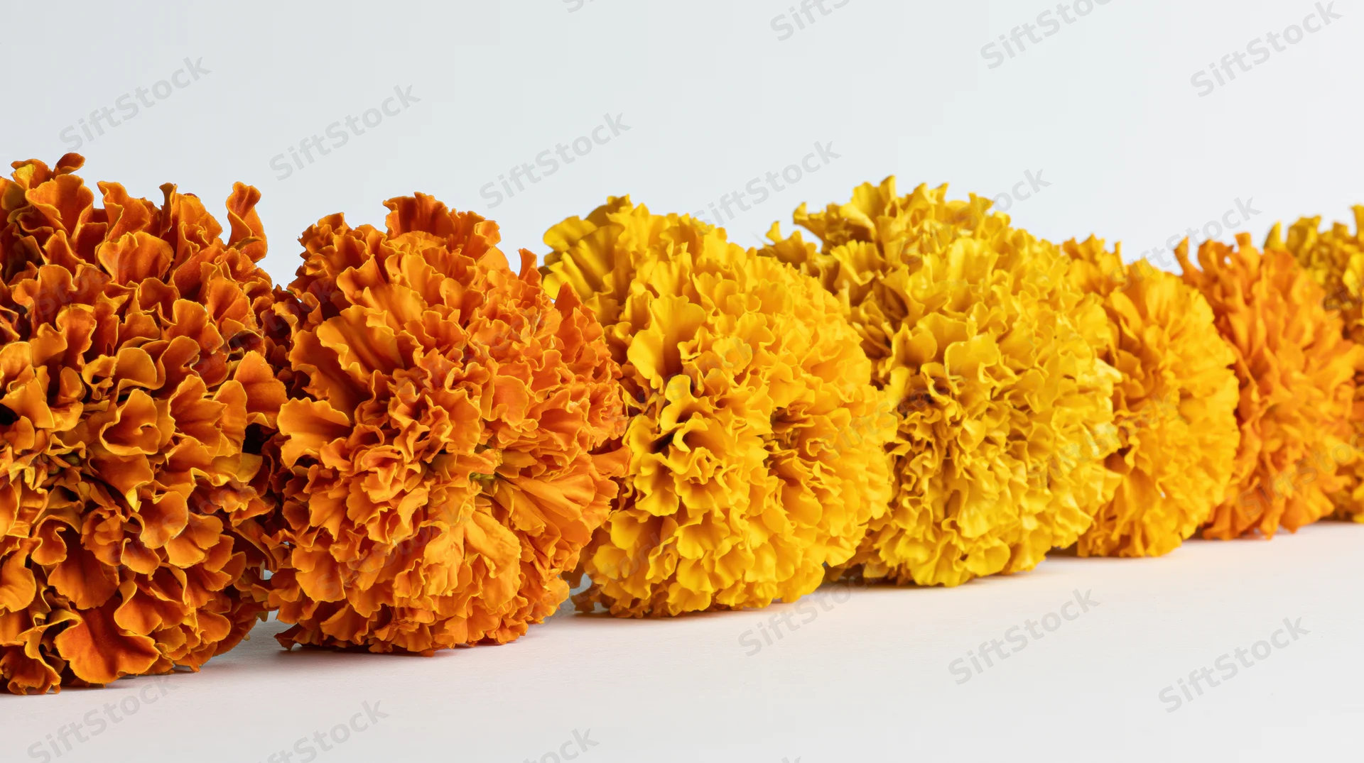 Row of orange and yellow marigold flower heads arranged in a line on a white surface