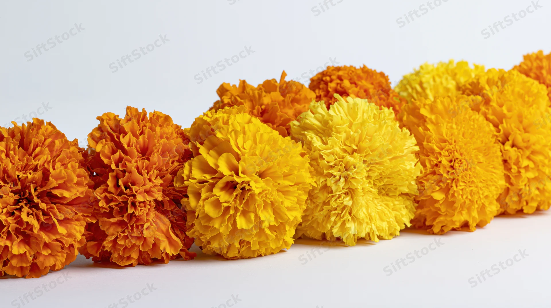 Row of marigold flower heads arranged in a line on white surface