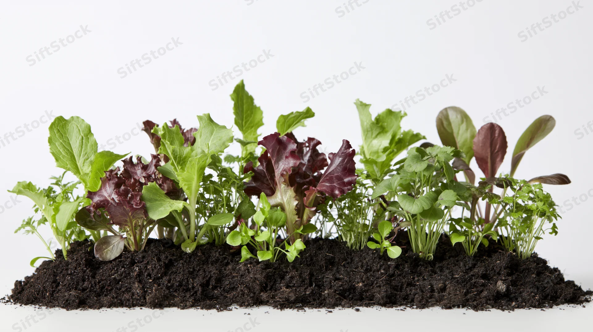 Mixed salad seedlings and herbs growing in soil on white background