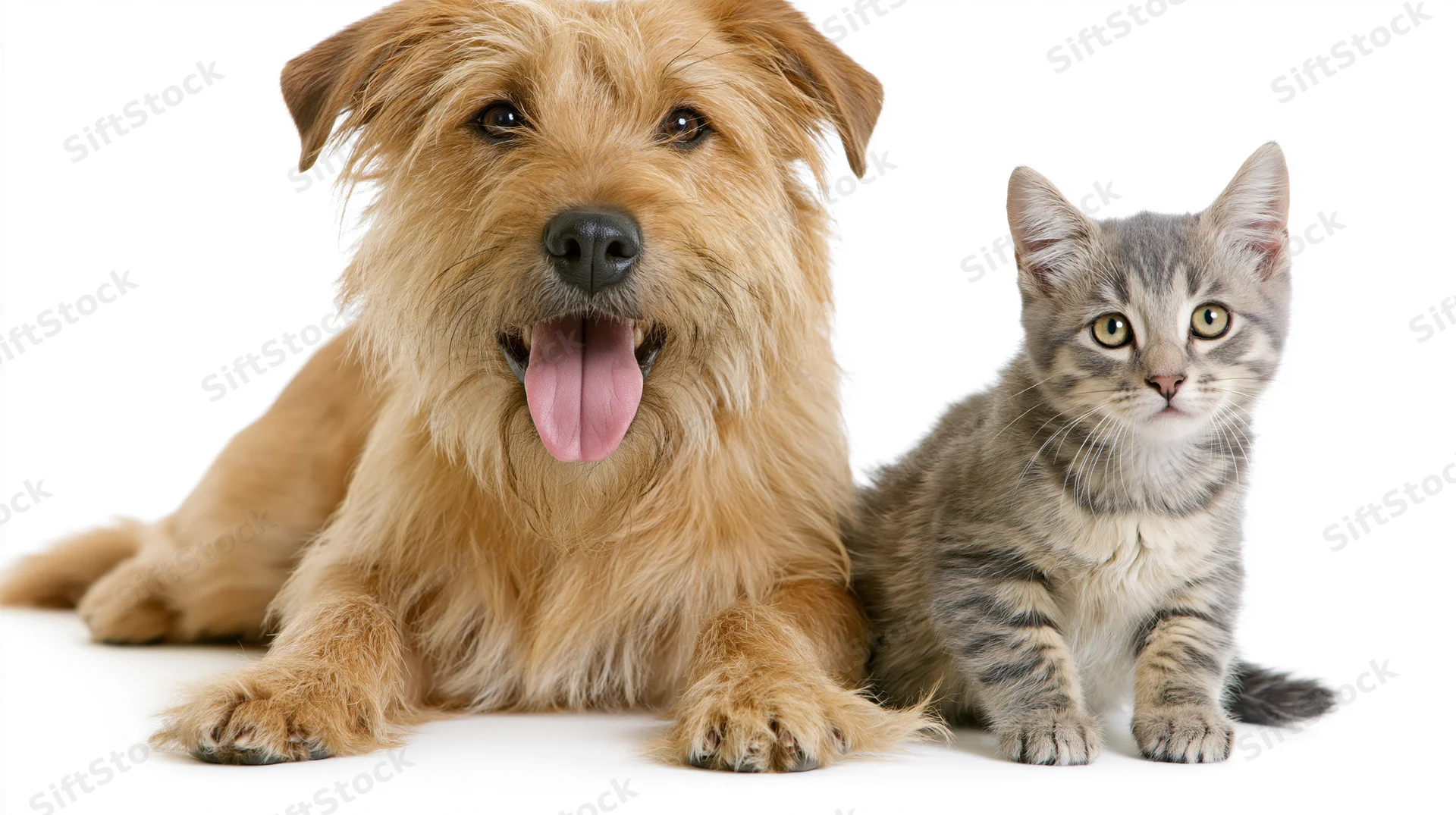 Scruffy tan mixed-breed dog with mouth open and tongue out lying beside a gray tabby kitten on white background