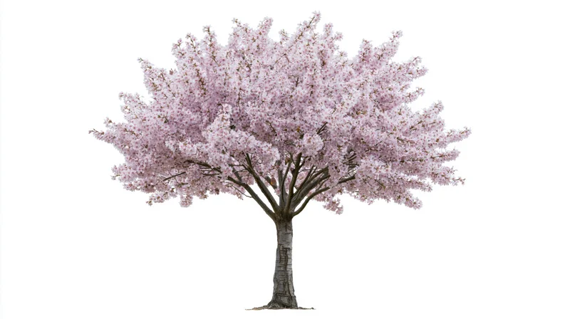 Cherry blossom tree in full bloom isolated against white background
