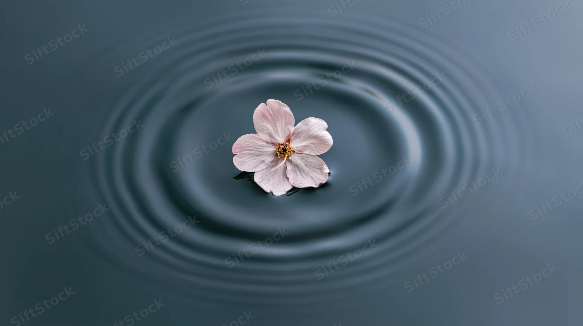 Pale pink cherry blossom floating on calm water creating ripples