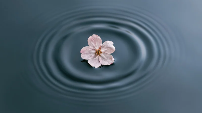 Pale pink cherry blossom floating on calm water creating ripples