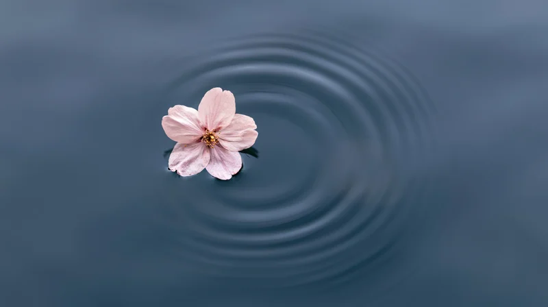 Pale pink cherry blossom floating on calm water creating ripples