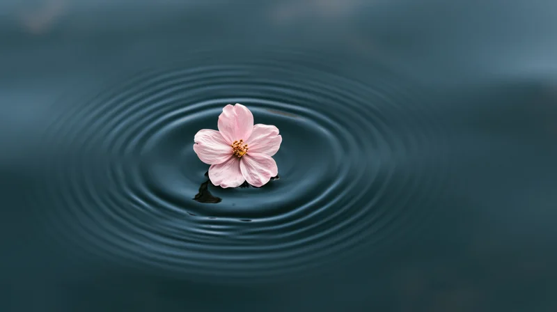 Pale pink cherry blossom floating on calm water creating ripples
