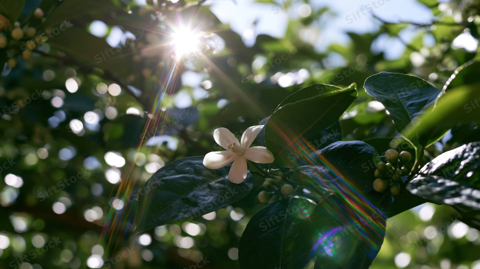 Pale white citrus flower blooming among green leaves with sunlight flares in a garden setting