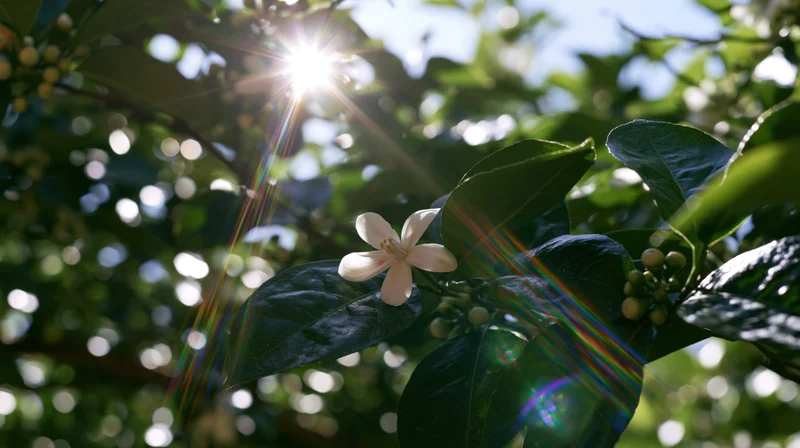 Pale white citrus flower blooming among green leaves with sunlight flares in a garden setting