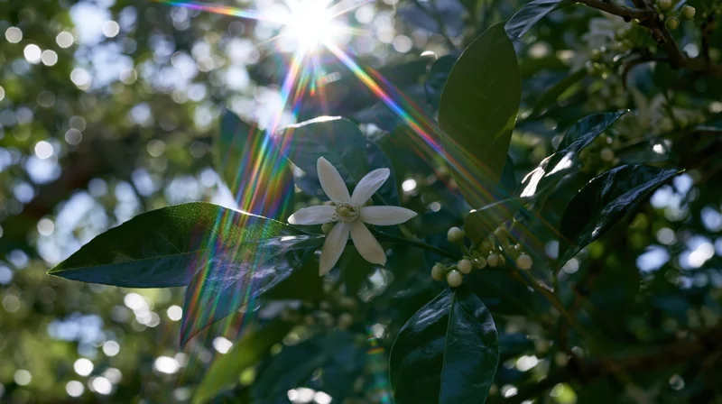 White citrus flower blooming on a leafy branch with sun flare through foliage