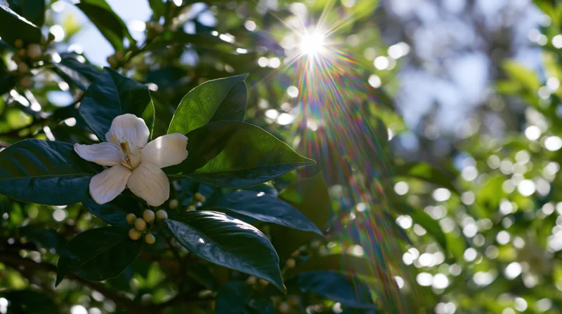 White citrus blossom with sunburst through green leaves in garden