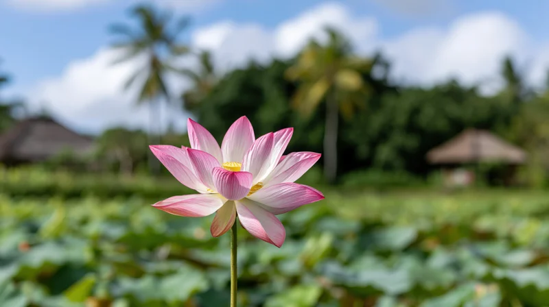 Pink and white lotus flower in full bloom on a tall stem rising from a green leafy pond with palm trees and thatched roofs in the background