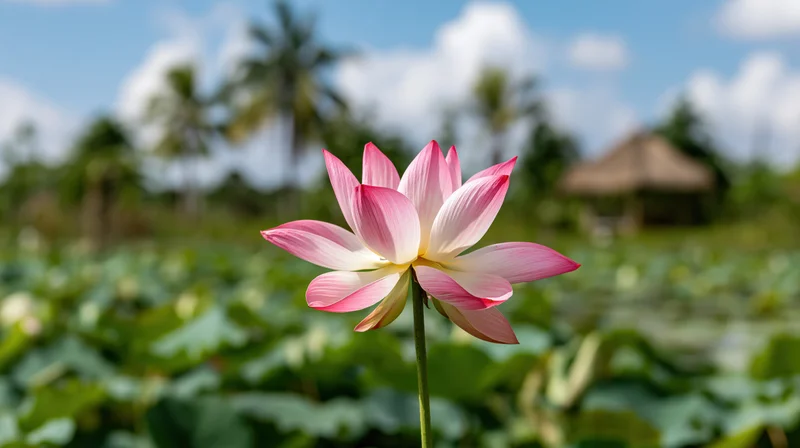 Pink and white lotus flower in full bloom on a tall stem rising from a green leafy pond with palm trees and blue sky in the background