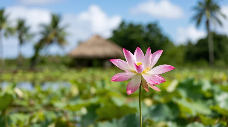 Pink and white lotus flower in full bloom on a tall stem in a pond with green leaves and palm trees in the background