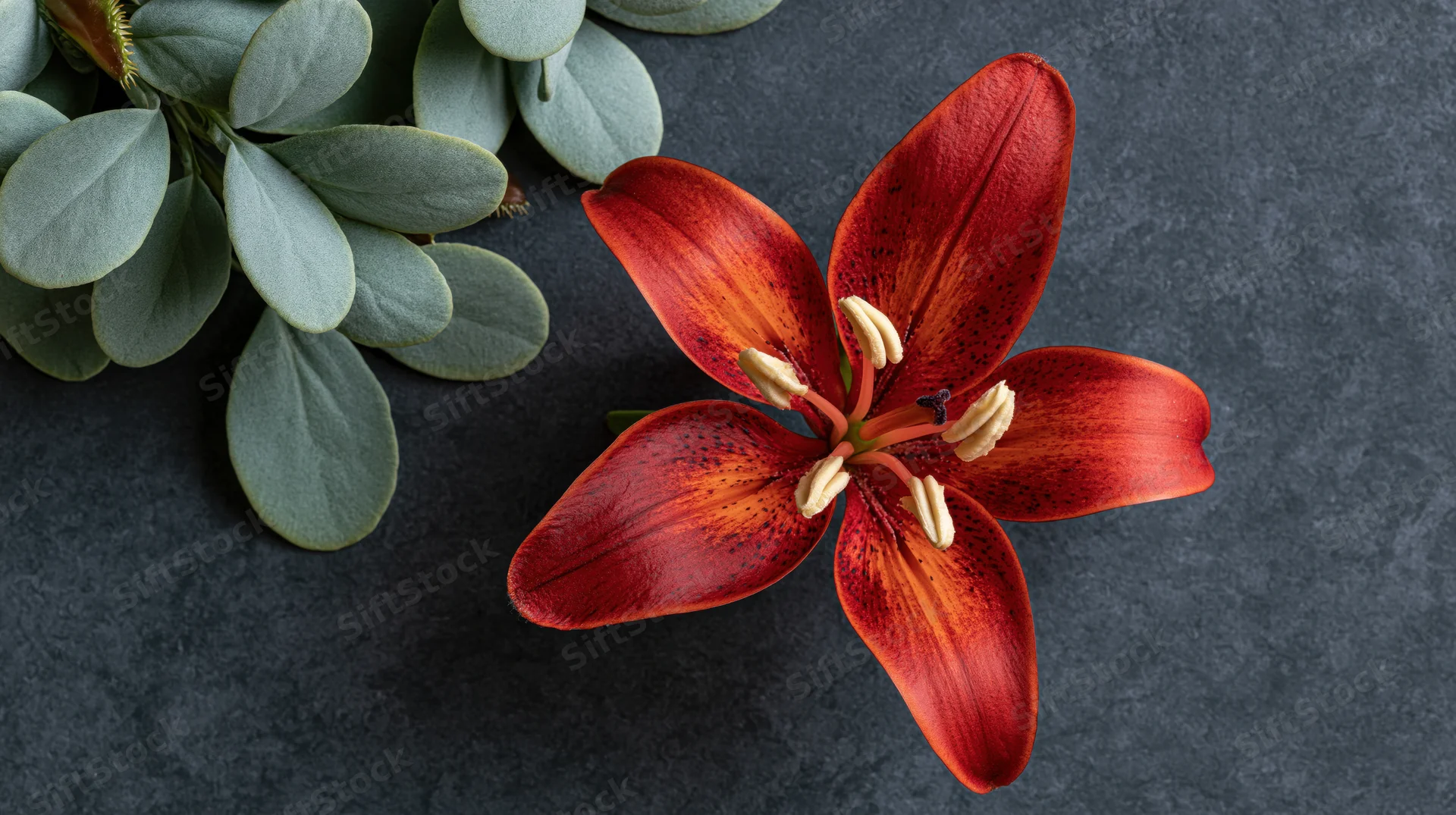 Red-orange lily in full bloom with green foliage on dark surface