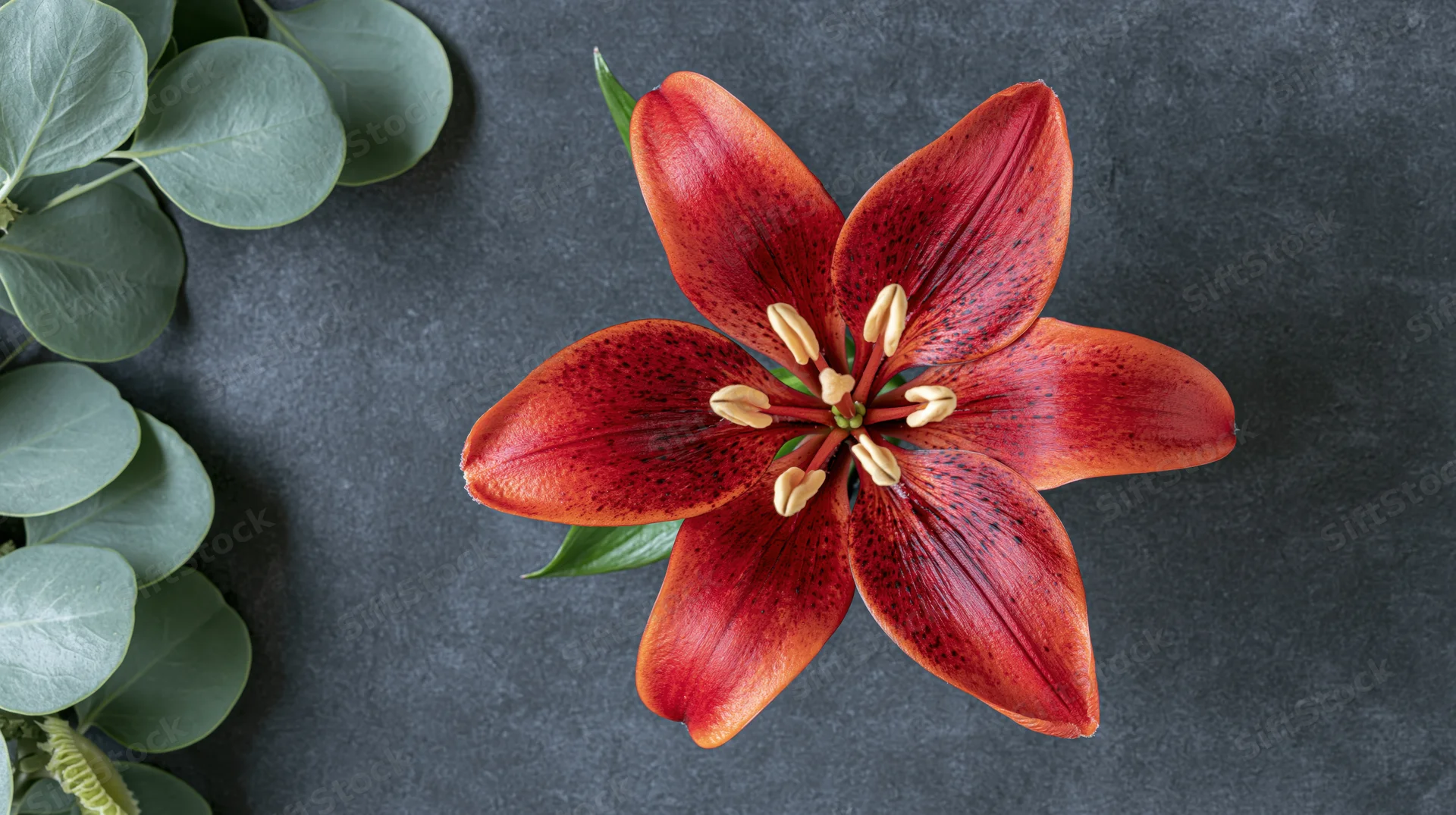 Red-orange lily in full bloom centered on dark stone surface with eucalyptus leaves to the side