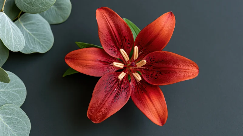 Red-orange lily in full bloom with eucalyptus leaves on dark surface