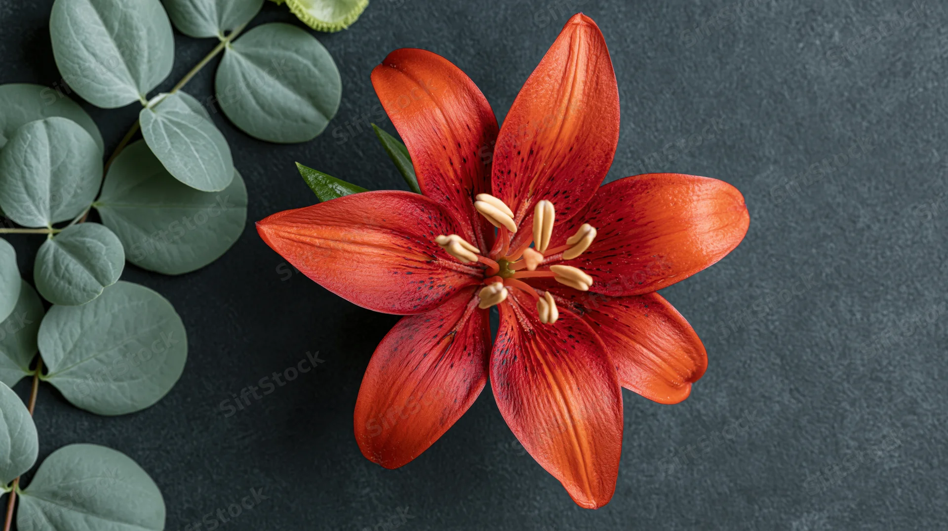 Red-orange lily in full bloom with green leaves on dark slate surface