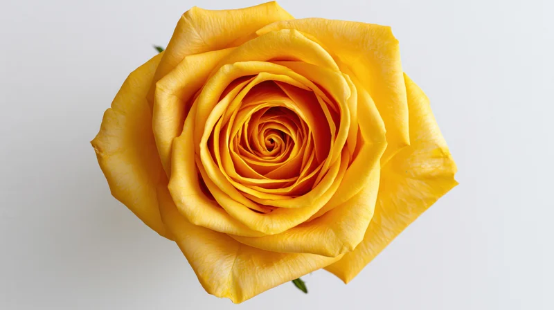 Overhead view of a single yellow rose bloom on a white background