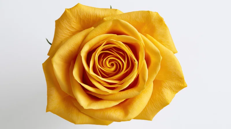 Single yellow rose bloom photographed from directly overhead