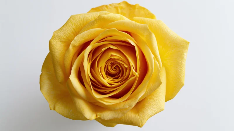 Overhead view of a single yellow rose bloom on a white background