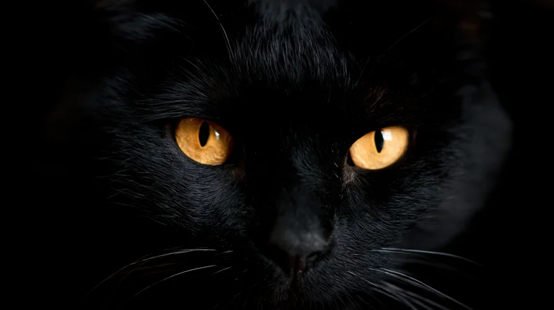 Closeup of black cat's face with intense orange eyes staring directly at camera in near-total darkness