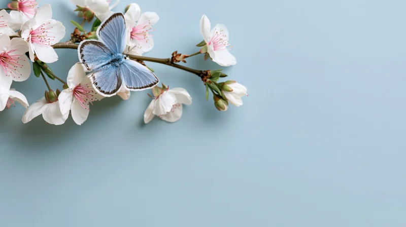 Blue butterfly perched on cherry blossom branch against light blue background with copyspace