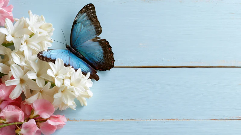 Blue morpho butterfly resting on white and pink hyacinth blooms on light blue wooden surface
