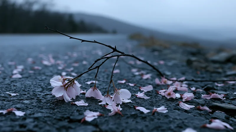 Cherry blossom branch with scattered petals resting on wet dark pavement near water