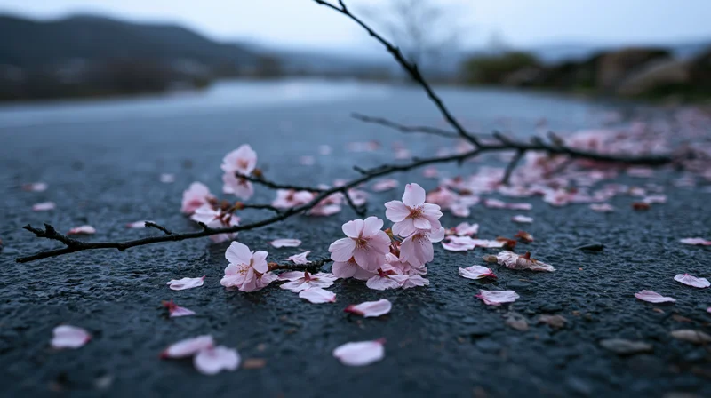 Cherry blossom branch with scattered petals lying on wet dark pavement near a river