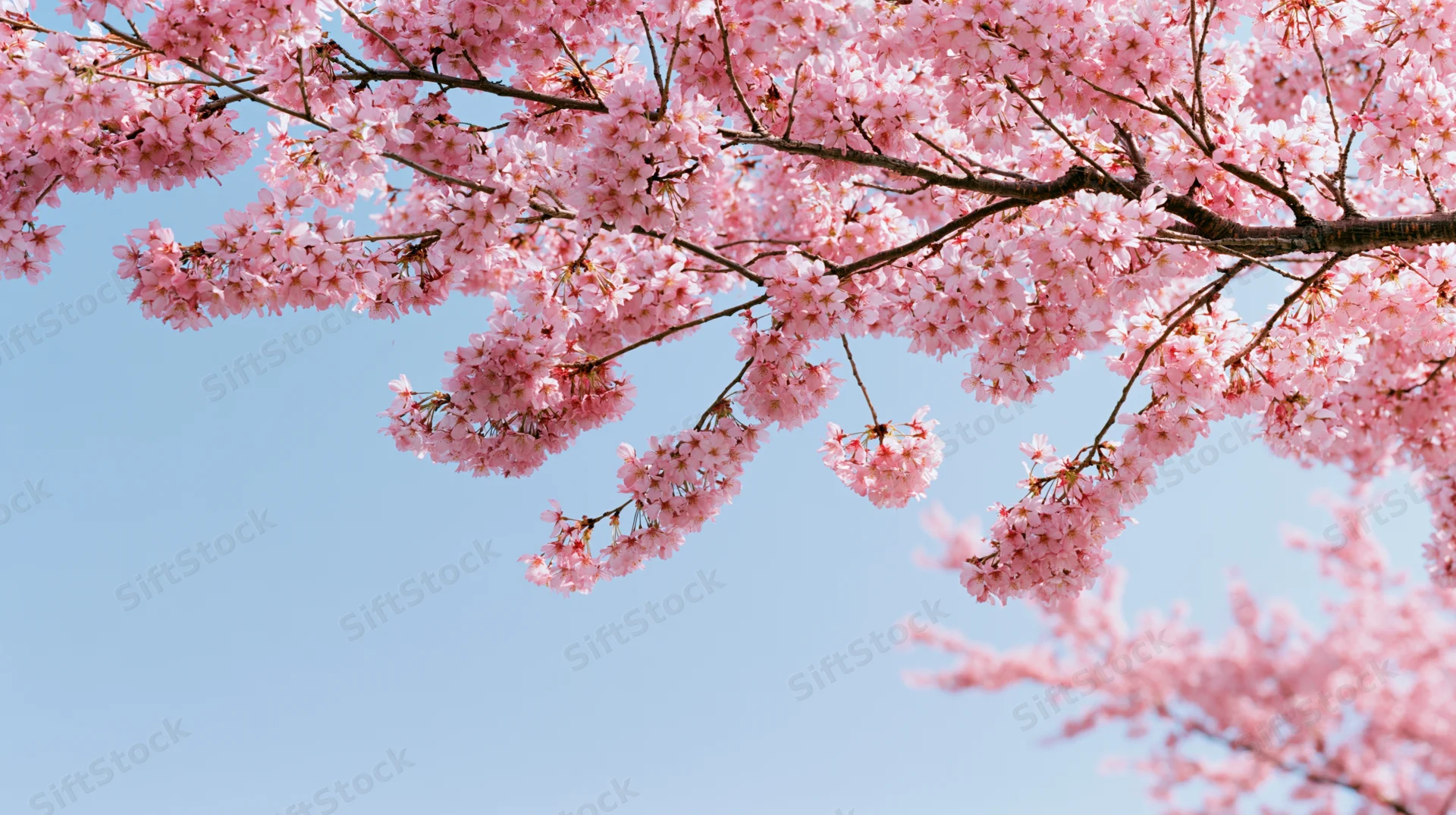 Cherry blossom branches in full bloom against a clear blue sky