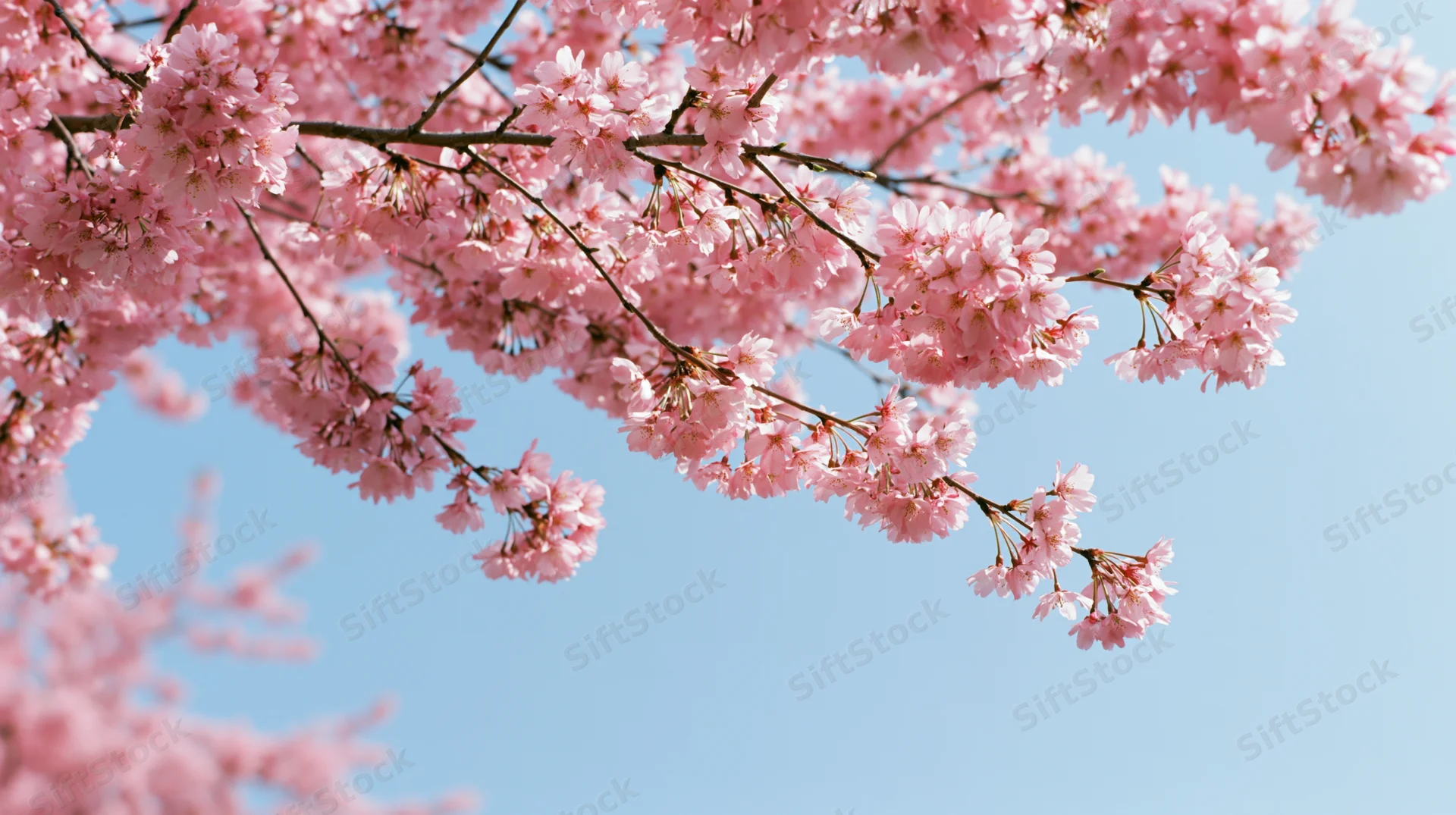 Cherry blossom branches in full bloom against a clear blue sky