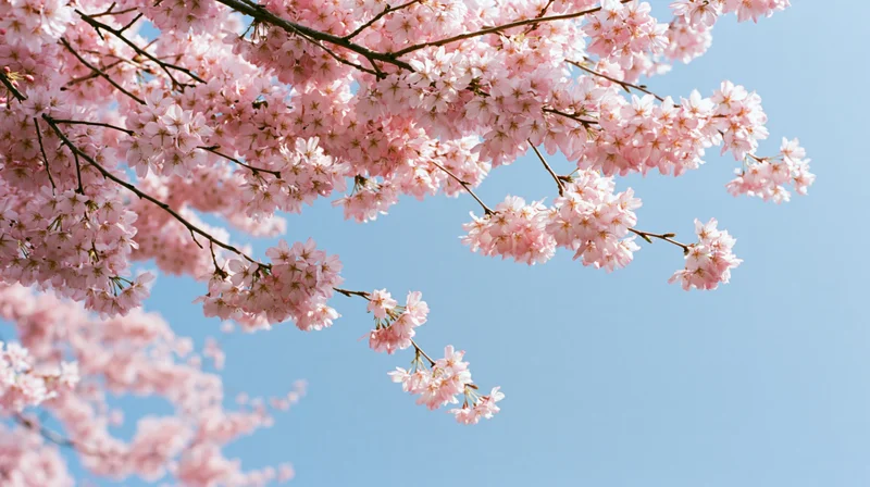 Cherry blossom branches in full bloom against a clear blue sky
