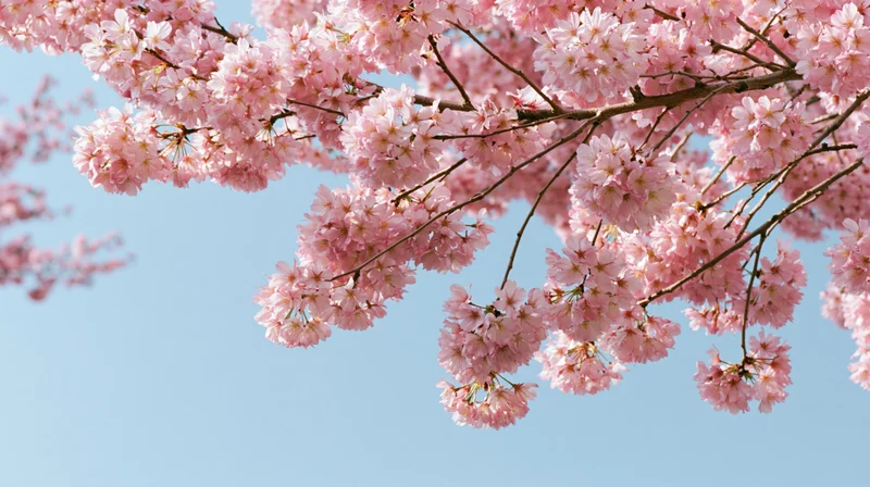Cherry blossom branches in full bloom against a clear blue sky